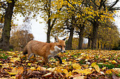 Red fox (Vulpes vulpes) amongst fallen leaves, England