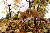 Red fox (Vulpes vulpes) amongst leaves, England