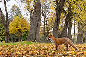 Red fox (Vulpes vulpes) amongst leaves, England