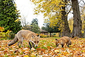 Red fox (Vulpes vulpes) amongst leaves, England