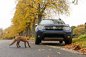 Red fox (Vulpes vulpes) and car, England