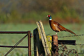 Pheasant (Phasianus Colchicus) perched on a fence post, England
