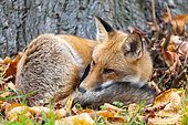 Red fox (Vulpes vulpes) resting amnongst leaves, England