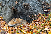 Red fox (Vulpes vulpes) resting near a tree, England
