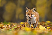 Red fox (Vulpes vulpes) walking amongst coloured leaves, England