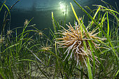 Eelgrass bed in the Etang de Thau, Hérault, France