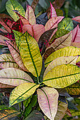 Croton (Codiaeum variegatum) 'Mrs. Iceton'