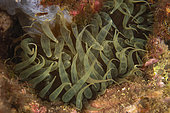 Snakelocks Anemone Opelet (Anemonia viridis), Lion de mer diving site, Saint-Raphaël, Var, France