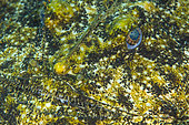 Anglerfish (Lophius piscatorius), Pyramides dive site, le Dramont, Var, France.