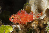 Small red scorpionfish (Scorpaena notata), Lion de mer diving site, Saint-Raphaël, Var, France