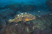 Dusky Grouper (Epinephelus marginatus), Port-Cros, la Gabinière Est, Var, France.