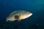 Dusky Grouper (Epinephelus marginatus), Port-Cros, la Gabinière Est, Var, France.