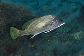 Brown meagre (Sciaena umbra), Port-Cros, la Gabinière Est, Var, France.