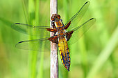 Broad-bodied chaser (Libellula depressa) immature male resting on a stem, close-up, July, Finistère, France