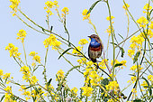 White-spotted Bluethroat (Luscinia svecica cyanecula) surveying his territory in flowering crucifers, medium front view, June, Guérande, Loire-Atlantique, France