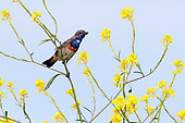 White-spotted Bluethroat (Luscinia svecica cyanecula) male feeding in flowering crucifers, Middle shot, Right profile, June, Guérande, Loire-Atlantique, France