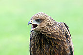 Black Kite (Milvus migrans) on the ground in a meadow, screaming, close-up front view, June, Vendée, France