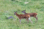 Red deer (Cervus elaphus) two fawns, one calling its mother, Lozère, France.