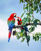 Red-and-green Macaw (Ara chloropterus) pair on a branch, Tambopata, Peru