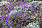 Purple Glory Tree (Tibouchina granulosa) in bloom, Quaresmeira, Serra da Canastra, Minas Gerais, Brazil