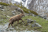Alpine Ibex (Capra ibex), Mercantour, Alps, France