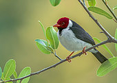 Yellow-billed Cardinal (Paroaria capitata) on a branch, Pantanal, Mato Grosso, Brazil