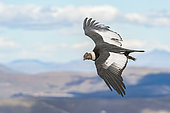 Condor (Vultur gryphus) in flight, Bariloche, Argentina