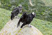 Andean Condor (Vultur gryphus) pair on rock, Bariloche, Argentina