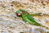 Mitred parakeet (Psittacara mitratus) on cliff, Peru