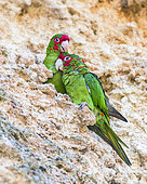 Mitred parakeet (Psittacara mitratus) on cliff, Peru
