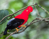 Andean cock-of-the-rock (Rupicola peruvianus) on a branch, Cordillera Central, Andes, Peru