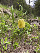 Moggridge's Fritillary (Fritillaria tubiformis ssp moggridgei), Mercantour, Alps, France