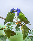 Blue-headed Parrot (Pionus menstruus) pair on a branch, Tambopata, Peru