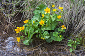 Yellow marsh marigold (Caltha palustris) in bloom, Le Lauzanier, Mercantour, Alps, France