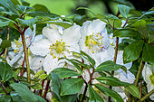 Black hellebore (Helleborus niger), flowers