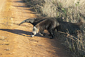 Giant anteater (Myrmecophaga tridactyla), Serra da Canastra, Minas Gerais, Brazil
