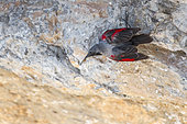 Wallcreeper (Tichodroma muraria) feeding on a rock face, Alps, France
