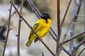 Village weaver (Ploceus cucullatus) on a branch, Langano, Ethiopia