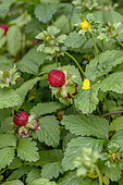 Mock strawberry (Potentilla indica)