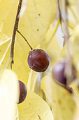 Common hackberry (Celtis occidentalis) fruit in autumn