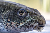 Green Frog (Pelophylax sp.) tadpole at pro-metamorphosis stage, portrait, Gers, France