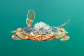Henslow's swimming crab (Polybius henslowii) swimming in open water, Morocco (Mediterranean)
