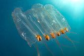 Colony of Pegea Salp (Pegea confoederata), off the côte agathoise marine protected area, Agde, Hérault, Occitanie, natura 2000 site, France