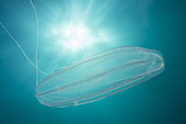 Ctenaire (Euplokamis stationis) off the Aire marine protégée du côte agathoise, Golfe du Lion, Hérault, Occitanie, Natura 2000 site, France