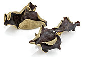 Dried Cloud ear (Auricularia cornea), often misidentified as Auricularia polytricha