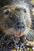 Portrait of a Coypu (Myocastor coypus), Bouches-du-Rhone, France
