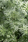 Wormwood (Artemisia absinthium) leaves in spring