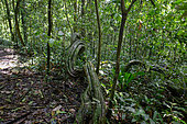Kibale forest, Uganda