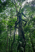 Kibale forest, Uganda