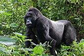 Mountain gorilla (Gorilla beringei beringei), silverback, Bwindi, Uganda